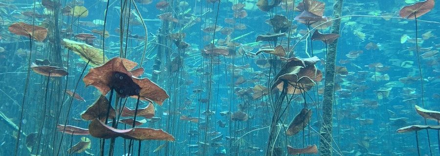 Underwater Plants in Aquarium