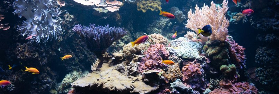 underwater photography of fish and corals